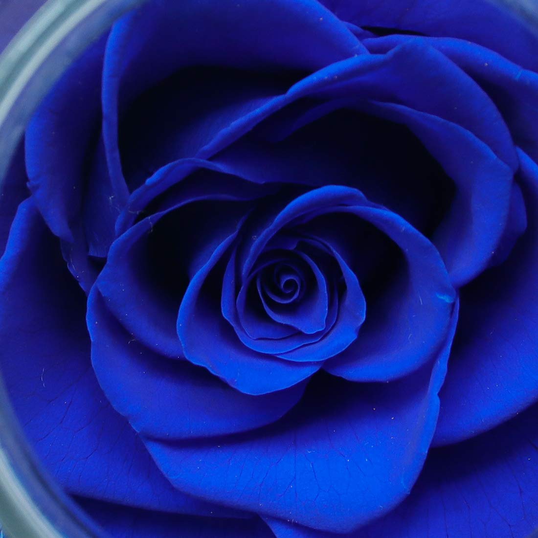 roliys Preserved Real Roses with Colorful Mood Light Wishing Bottle, Eternal Rose，Never Withered Flowers, Table Decor,Christmas Anniversary Valentine's, Blue 4.3inch, 1pcs - Martin Corner Bedding